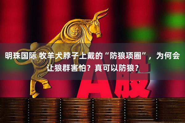 明珠国际 牧羊犬脖子上戴的“防狼项圈”，为何会让狼群害怕？真可以防狼？